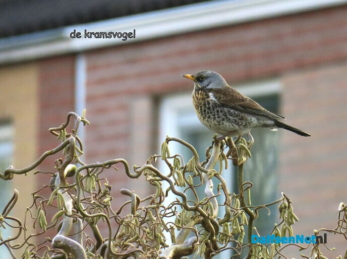 De kramsvogel - Foto: Ingezonden foto