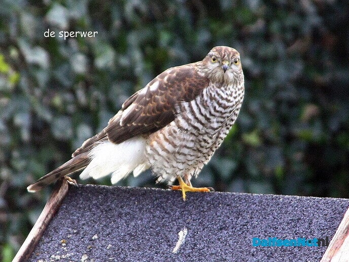 De Sperwer - Foto: Ingezonden foto