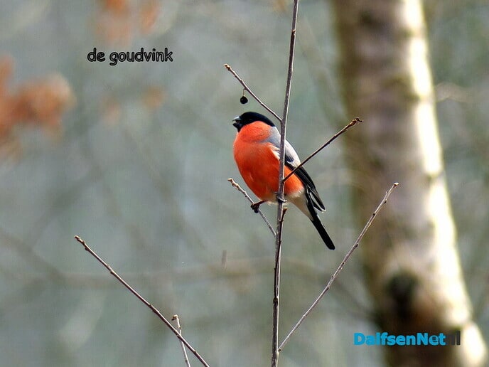 De Goudvink - Foto: Ingezonden foto