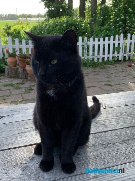 Kater Lev vermist - Foto: Ingezonden foto