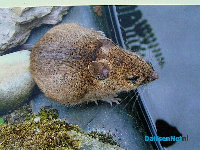 Muizen, je vindt ze nu ook in vogelhuizen - Foto: Ingezonden foto