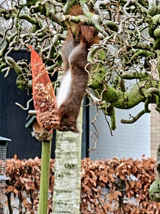Vreemde vogel - Foto: Ingezonden foto