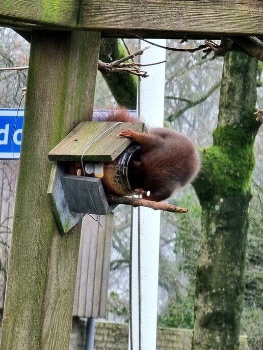 Vreemde vogel - Foto: Ingezonden foto