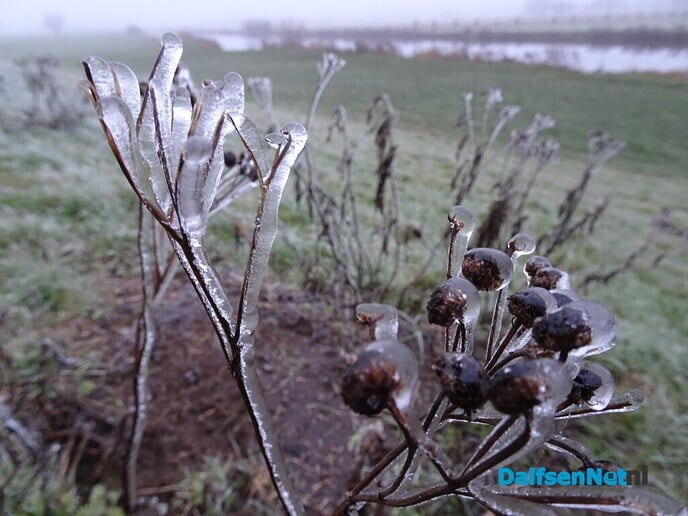 Vorst - Foto: Ingezonden foto
