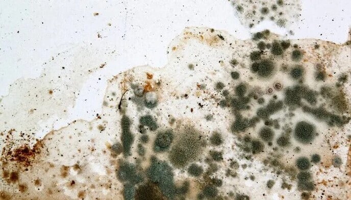 Schimmel in 1,5 miljoen woningen is een groot probleem voor de gezondheid