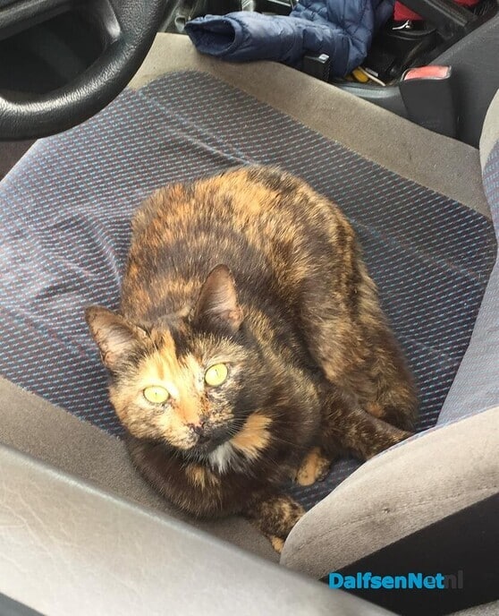 Vermist poes Pipa - Foto: Ingezonden foto