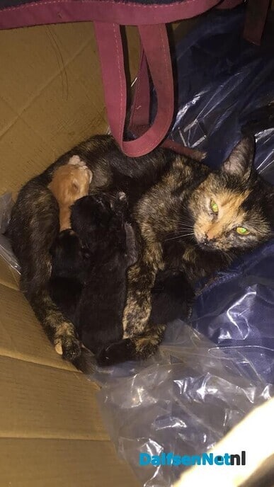 Vermist poes Pipa - Foto: Ingezonden foto
