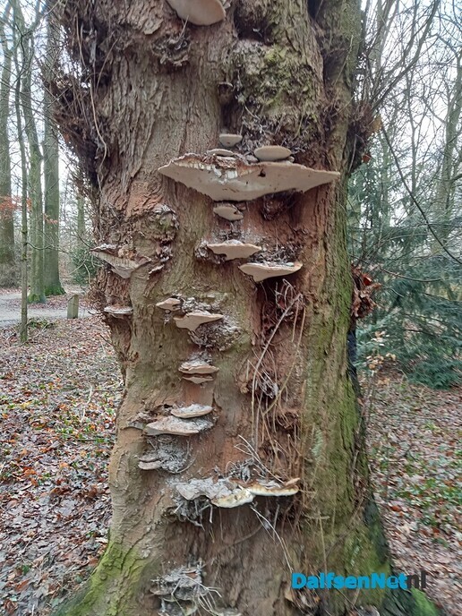 Paddenstoelen - Foto: Wim