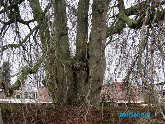 Enorme beuk op familiegraf Cremers in Vilsteren - Foto: Wim
