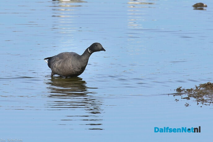 Schotse Gans - Foto: Ingezonden foto