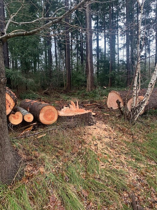 Boswerkzaamheden begonnen op Landgoed Den Berg - Foto: Ingezonden foto