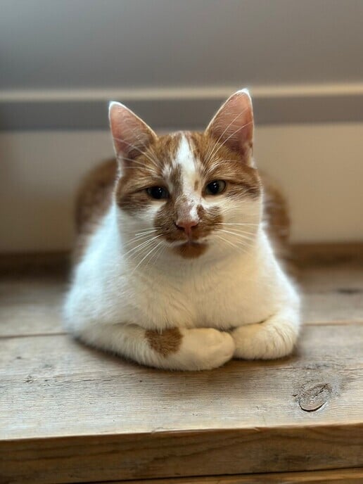Kater Bruur vermist - Foto: Ingezonden foto