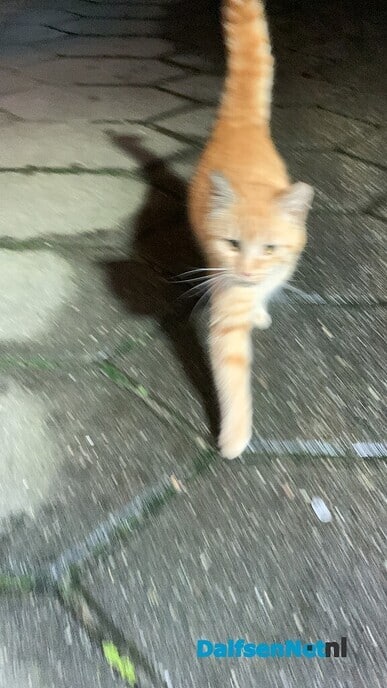 Rode kitten bij de Esso - Foto: Ingezonden foto
