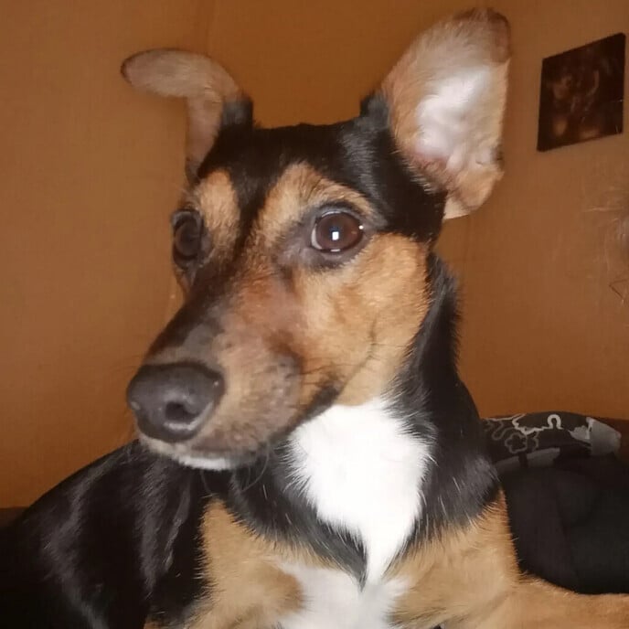 Hondje weg gelopen en weer thuis - Foto: Ingezonden foto