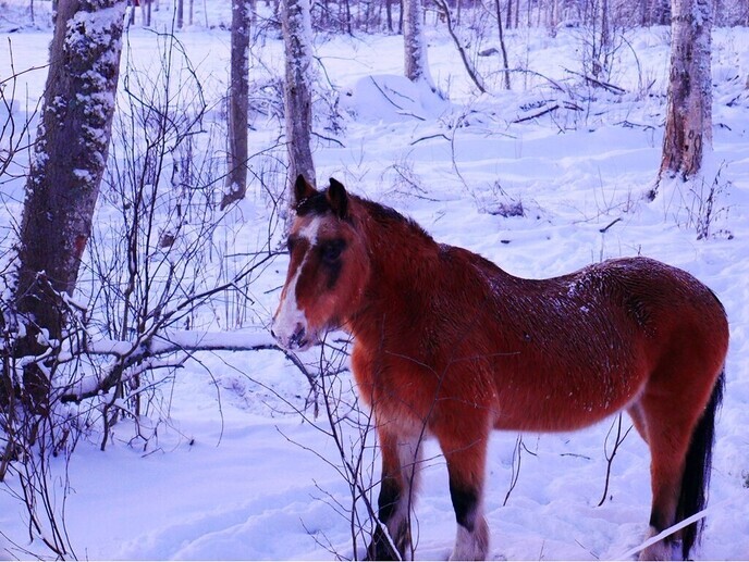 De eerste wintervakantie foto’s zijn binnen - Foto: Ingezonden foto