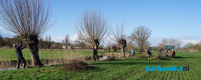 Enthousiaste vrijwilligers knotten wilgen - Foto: Paul Scholten