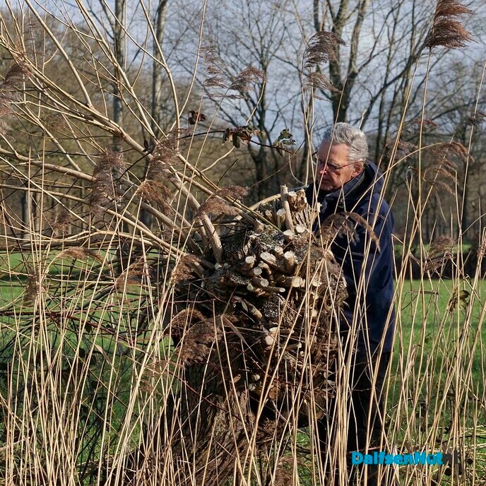Enthousiaste vrijwilligers knotten wilgen - Foto: Paul Scholten