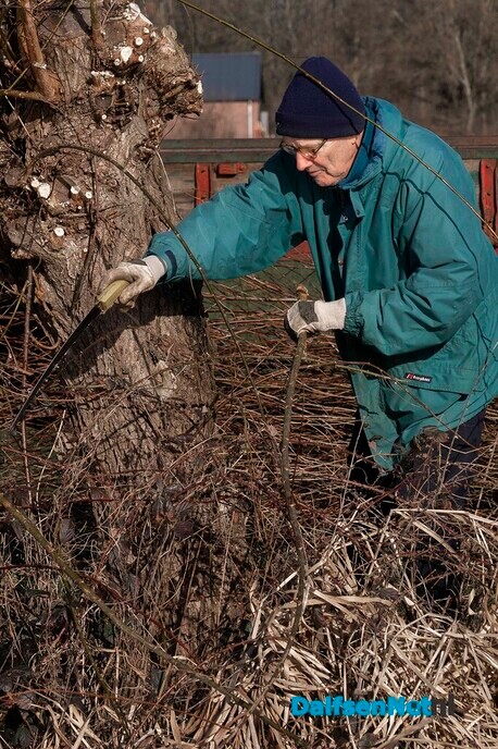 Enthousiaste vrijwilligers knotten wilgen - Foto: Paul Scholten