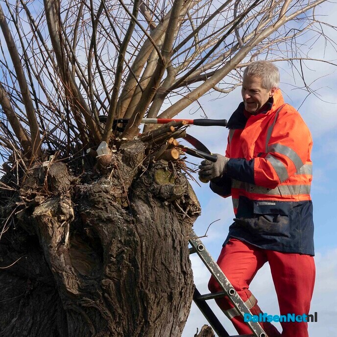 Enthousiaste vrijwilligers knotten wilgen - Foto: Paul Scholten