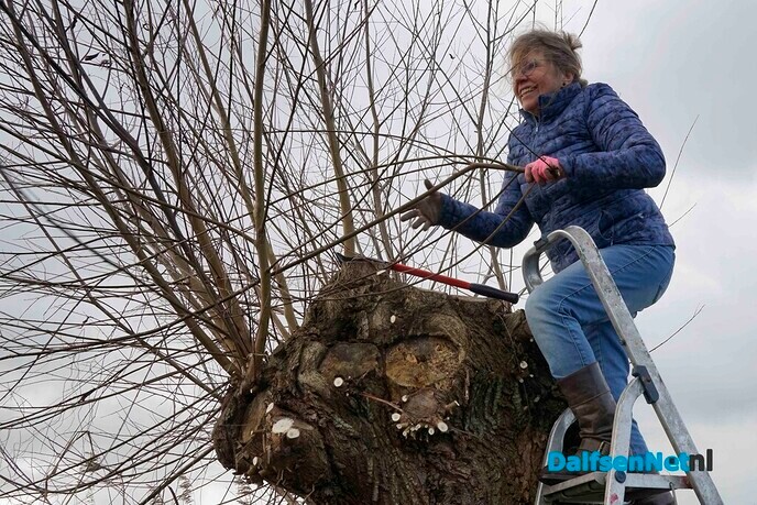 Enthousiaste vrijwilligers knotten wilgen - Foto: Paul Scholten