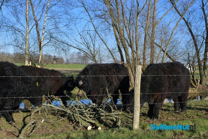 Snoeiwerkzaamheden aan Koepelallee en Poppenallee in Dalfsen - Foto: Johan Bokma