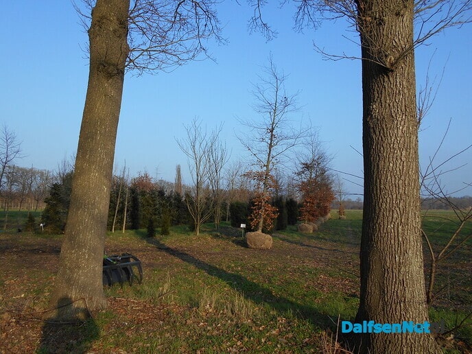 Boomkwekerij Veldhuis nog steeds aan het verhuizen