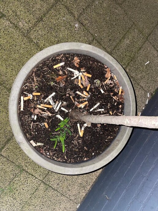Tabak kweekn (en meer) - Foto: Gruune Jopie