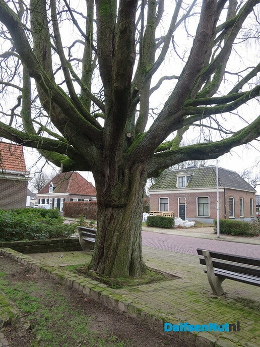 Bomen in en van de gemeente Dalfsen 2 - Foto: Wim