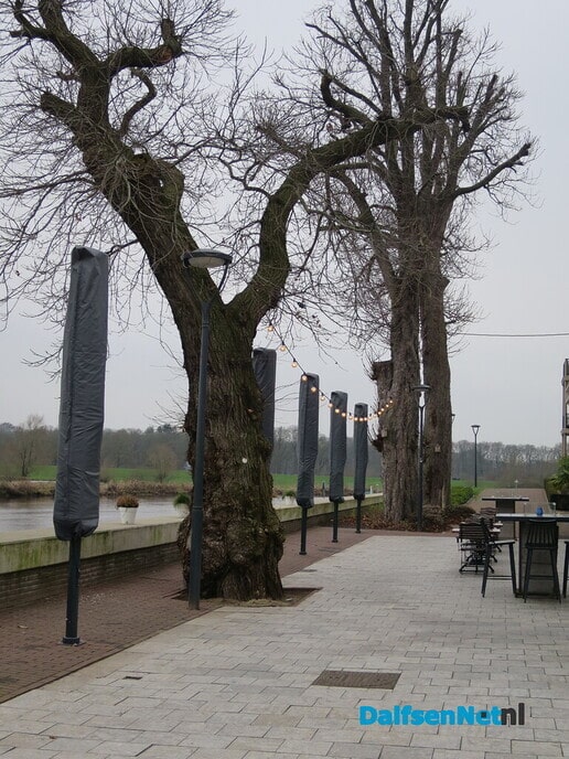 Bomen in en van de gemeente Dalfsen 2 - Foto: Wim