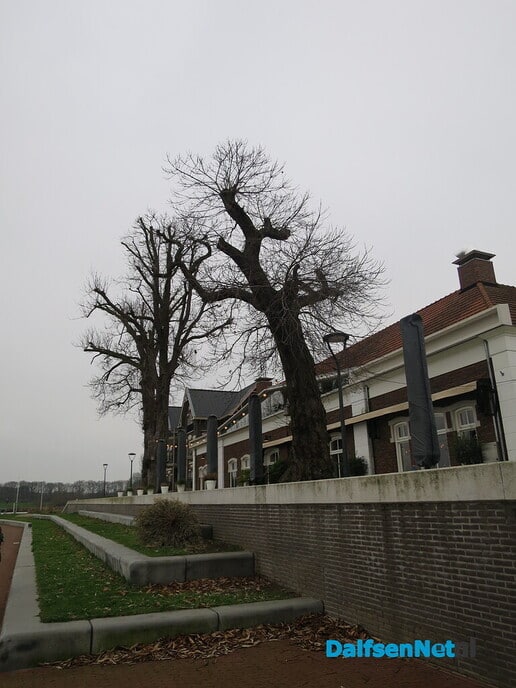 Bomen in en van de gemeente Dalfsen 2 - Foto: Wim