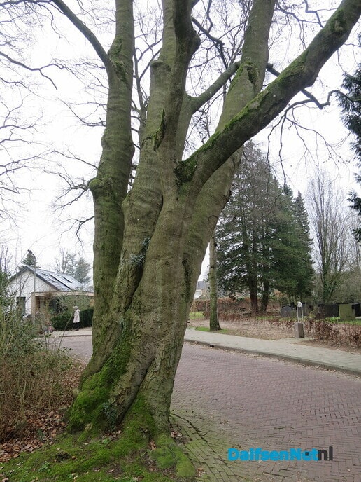 Bomen in en van de gemeente Dalfsen 2 - Foto: Wim