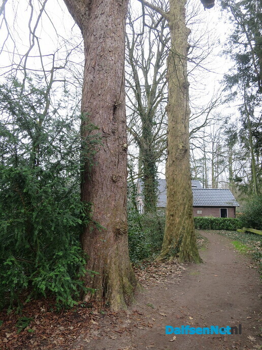 Bomen in en van de gemeente Dalfsen 2 - Foto: Wim