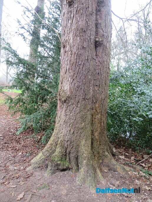 Bomen in en van de gemeente Dalfsen 2 - Foto: Wim