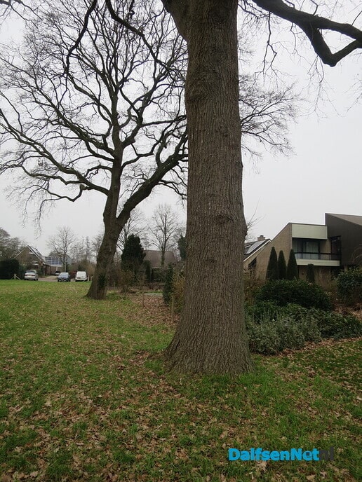 Bomen in en van de gemeente Dalfsen 2 - Foto: Wim