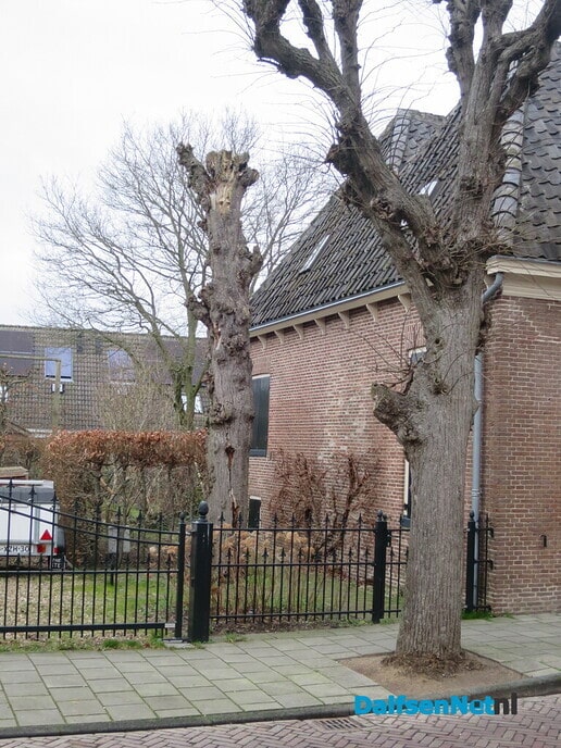 Bomen in Dalfsen, geen eigendom van de gemeente 2 - Foto: Wim
