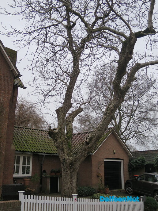 Bomen in Dalfsen, geen eigendom van de gemeente 2 - Foto: Wim