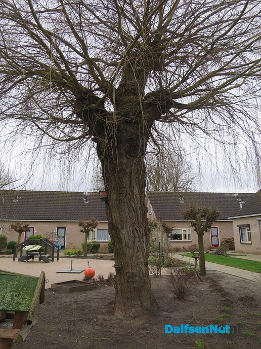 Bomen in Dalfsen, geen eigendom van de gemeente 2 - Foto: Wim