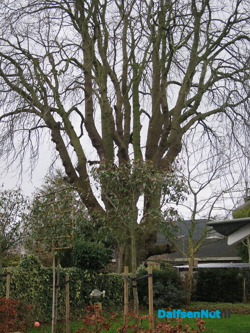 Bomen in Dalfsen, geen eigendom van de gemeente 2 - Foto: Wim
