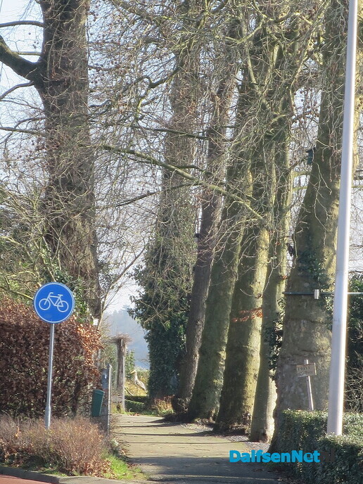 Bomen in Dalfsen, geen eigendom van de gemeente 2 - Foto: Wim
