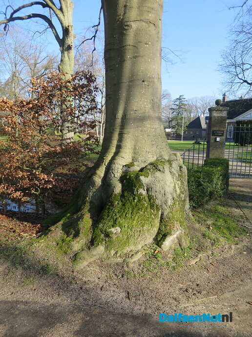 Bomen in Dalfsen, geen eigendom van de gemeente 2 - Foto: Wim