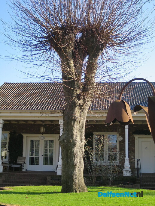 Bomen in Dalfsen, geen eigendom van de gemeente 2 - Foto: Wim