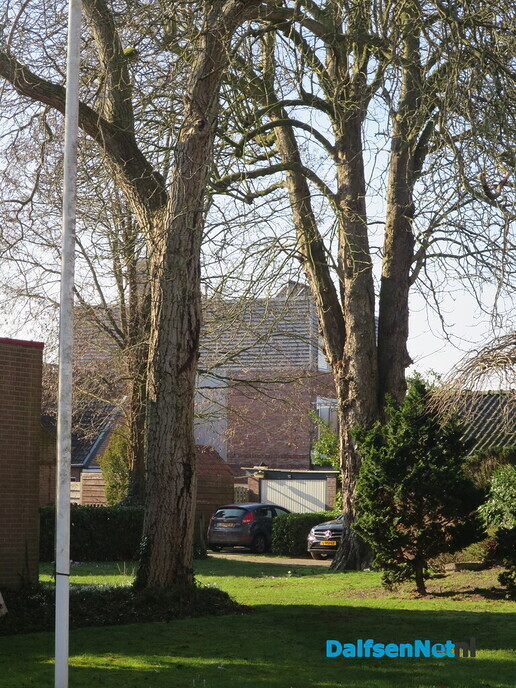 Bomen in Dalfsen, geen eigendom van de gemeente 2 - Foto: Wim
