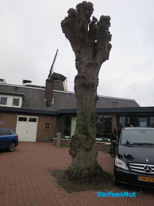 Bomen in Hoonhorst, geen eigendom gemeente 3 - Foto: Wim