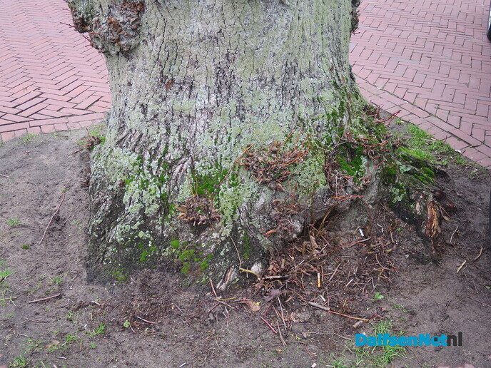 Bomen in Hoonhorst, geen eigendom gemeente 3 - Foto: Wim
