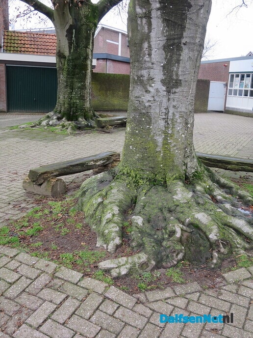 Bomen in Hoonhorst, geen eigendom gemeente 3 - Foto: Wim