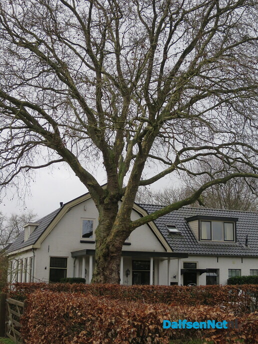 Bomen in Hoonhorst, geen eigendom gemeente 3 - Foto: Wim