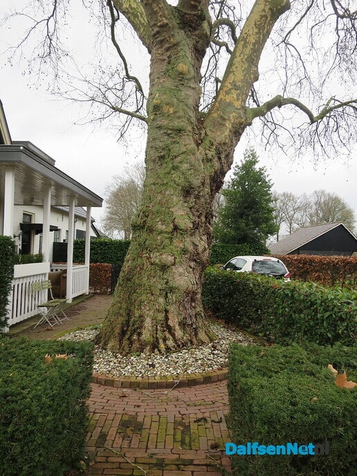 Bomen in Hoonhorst, geen eigendom gemeente 3 - Foto: Wim