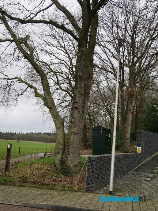 Bomen in Hoonhorst, geen eigendom gemeente 3 - Foto: Wim