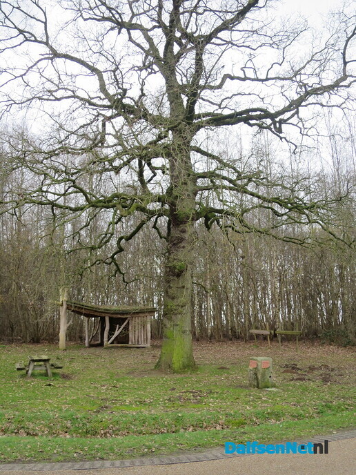 Bomen in Hoonhorst, geen eigendom gemeente 3 - Foto: Wim