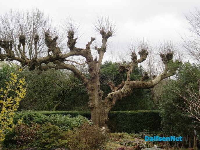 Bomen in Hoonhorst, geen eigendom gemeente 3 - Foto: Wim